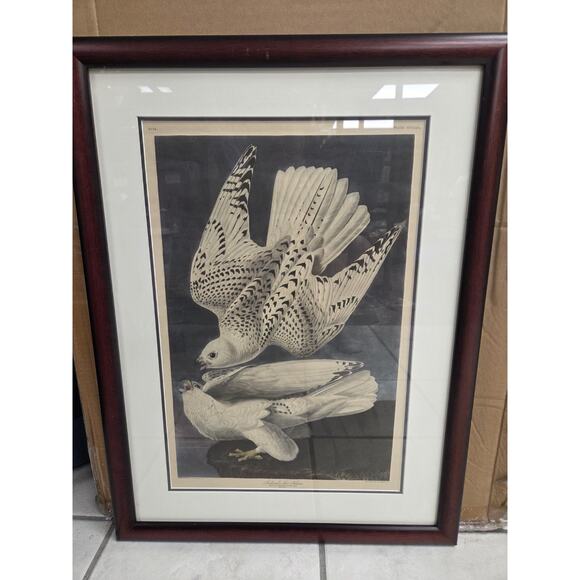 J.J. Audubon Iceland or Jer Falcon No.74 Double Mat Framed PA6538CD